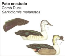 patonuevo